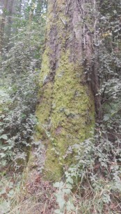 mossy tree