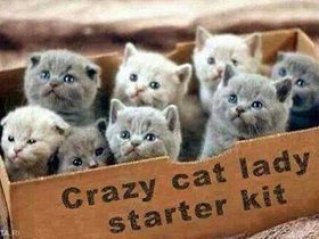 Cat-Lady-Starter-Kit_1