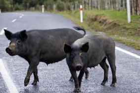 Wild Pigs, Forgotten World Highway, Taranaki, North Island, New Zealand