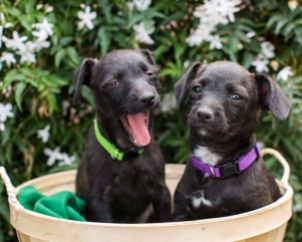 two-black-puppies-yawning